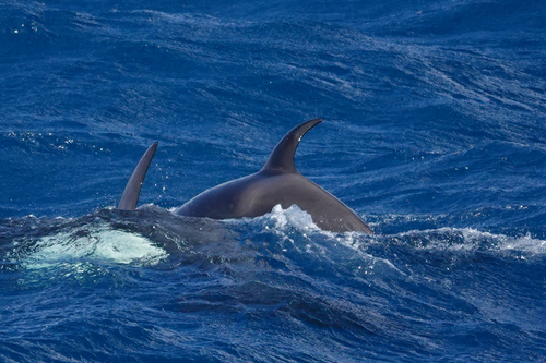 Orca
