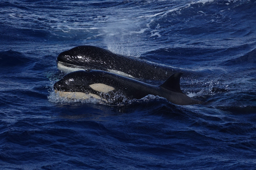 Orca