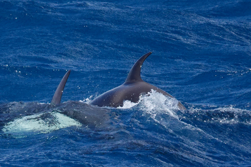 Orca
