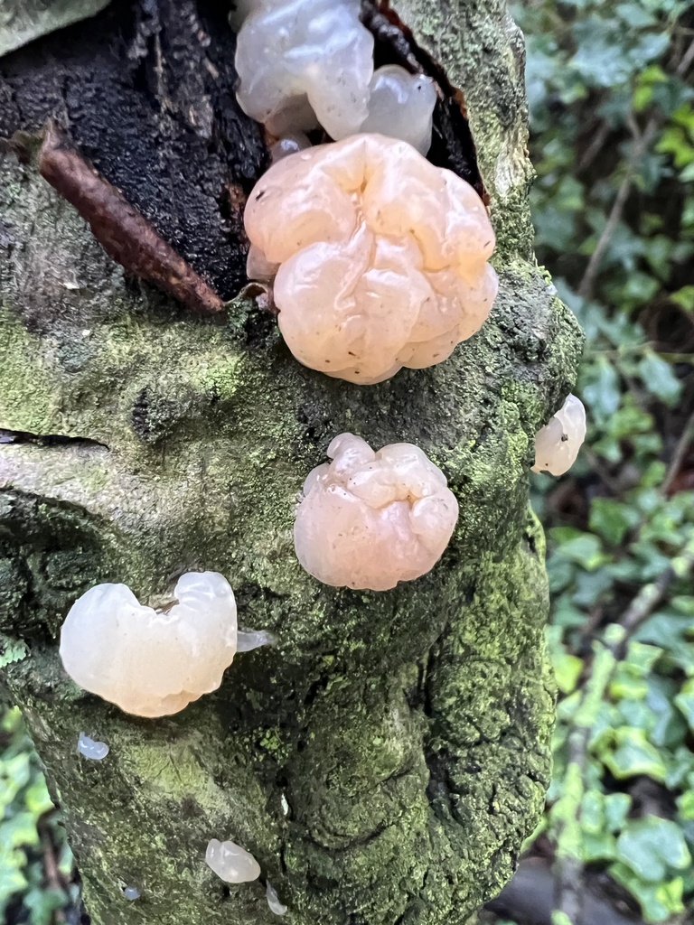 Myxarium nucleatum · February 2026 · photo: © sarahcalgary (iNaturalist, cc0)