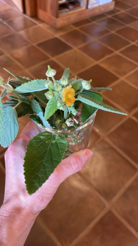 Sida cordifolia observed 2026-01-19