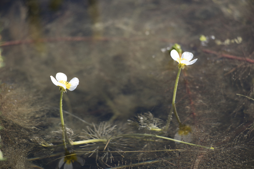 Fan-leaved Water-crowfoot (Ranunculus circinatus)