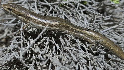 Bight C oast Skink, Pseudemoia baudini