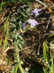 Salvia verbenaca