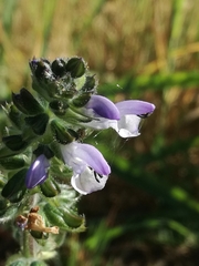 Salvia verbenaca