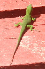Anolis callainus