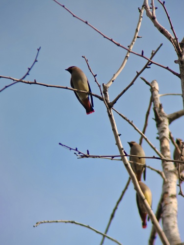 Japanese Waxwing