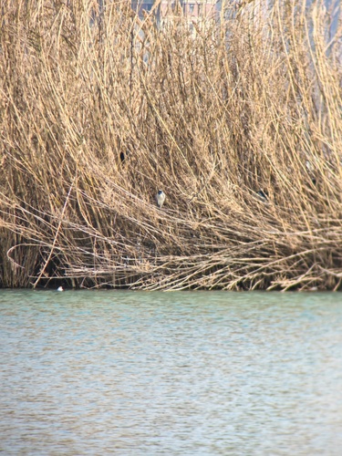 Black-crowned Night Heron