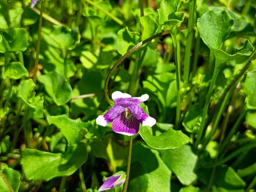 Stately Violet (Viola eminens)
