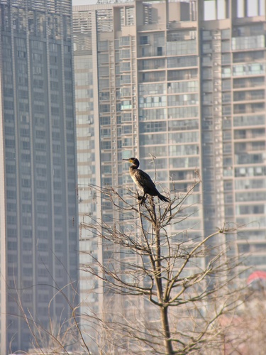 Great Cormorant