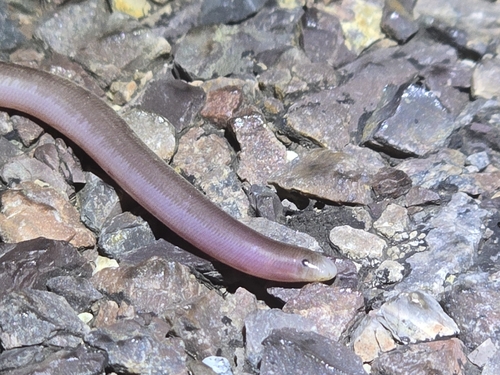 Prong-snouted Blind Snake
