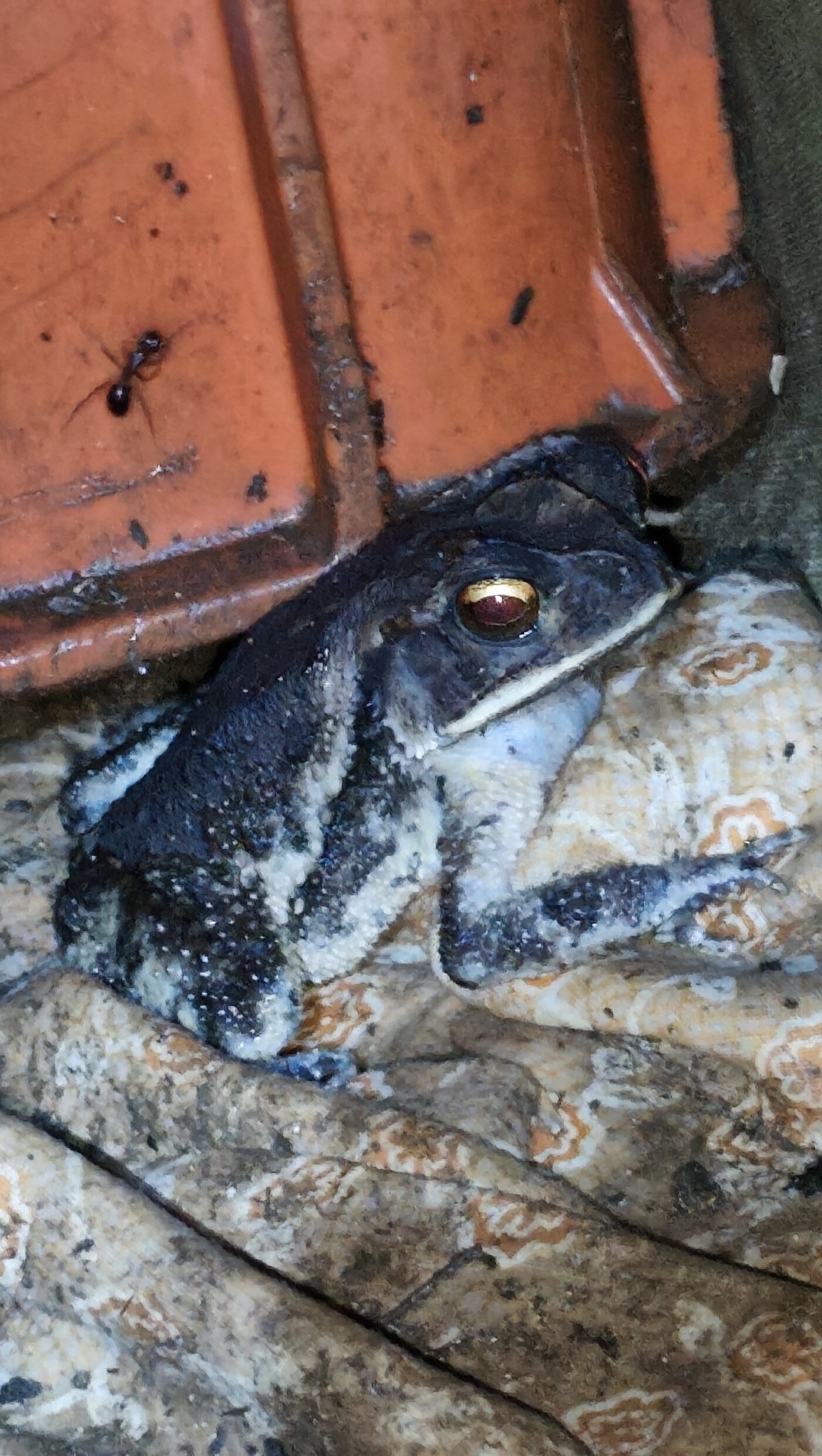 Little Corn Island Frog photo 3