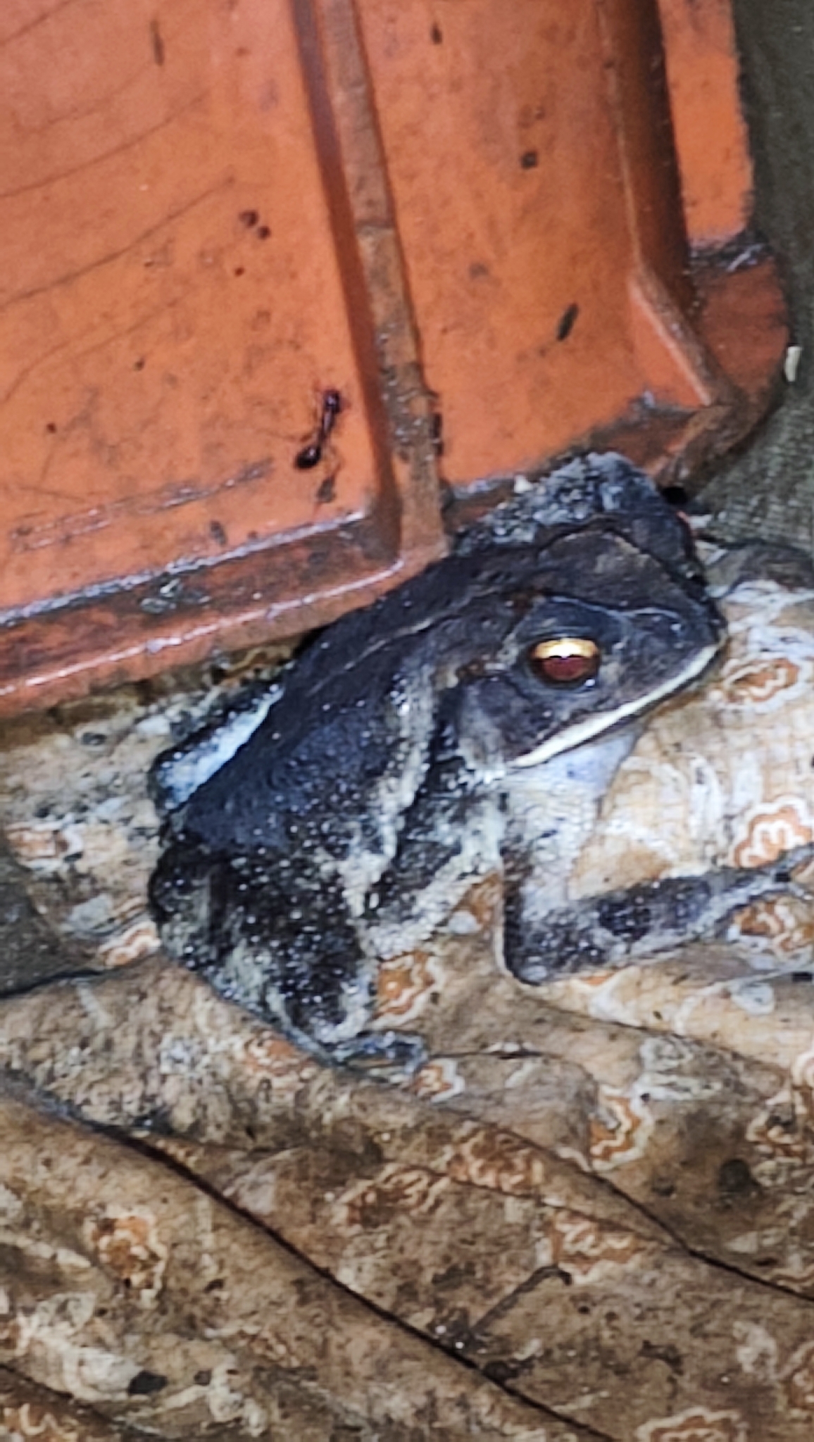 Little Corn Island Frog photo 4