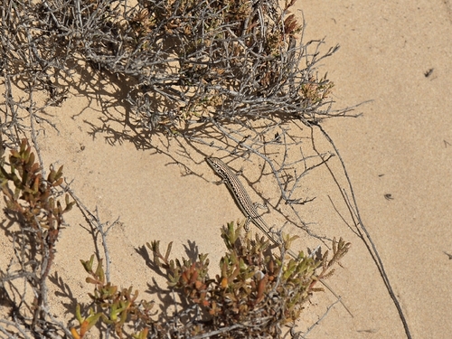 Wedgesnout Ctenotus, Ctenotus euclae