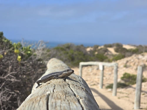 Bright Crevice-skink, Egernia richardi