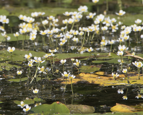 Threadleaf Crowfoot (Ranunculus trichophyllus)