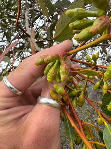 Eucalyptus kessellii, photograph 6