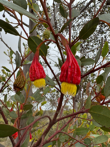 Scarlet Pear Gum (Eucalyptus stoatei)
