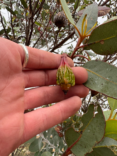 Eucalyptus stoatei, photograph 3