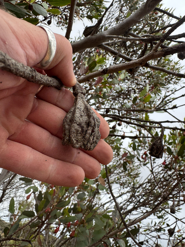 Eucalyptus stoatei, photograph 2