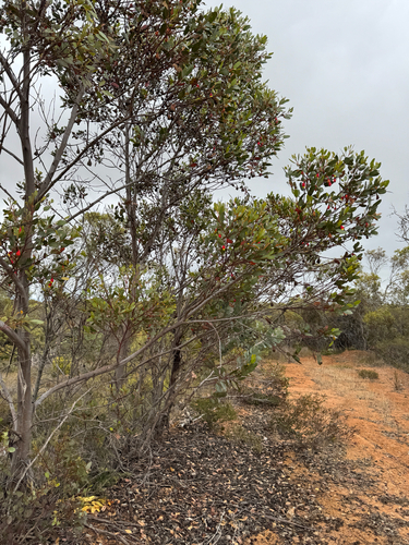 Eucalyptus stoatei, photograph 4