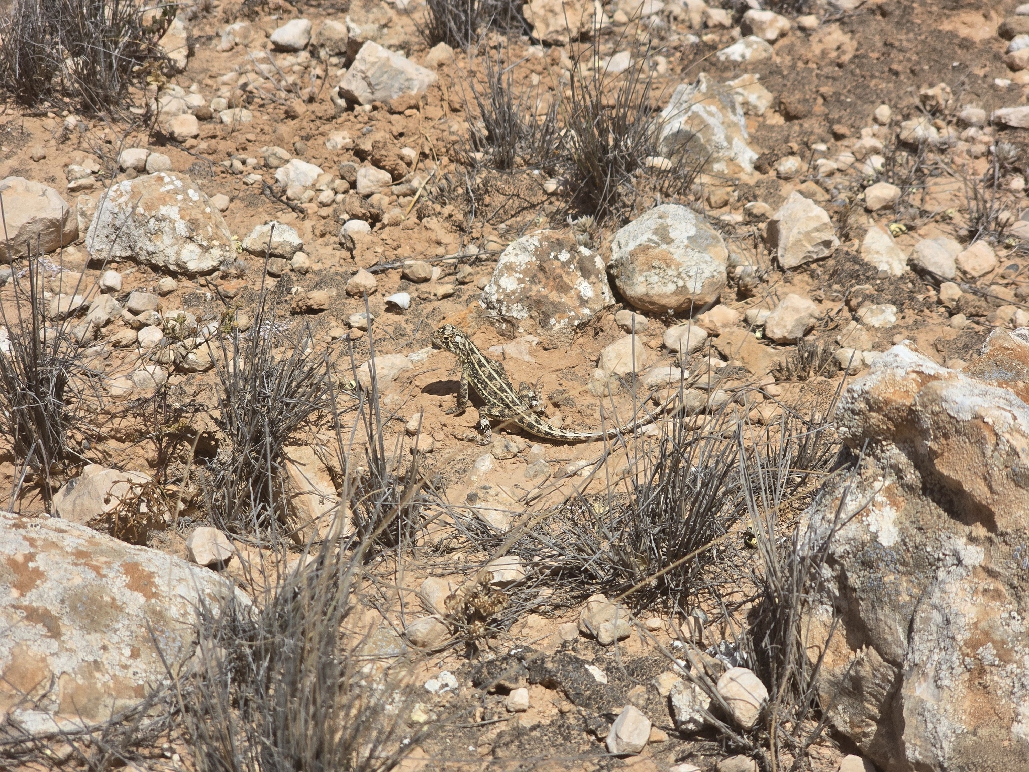 Houston's Earless Dragon photo 3