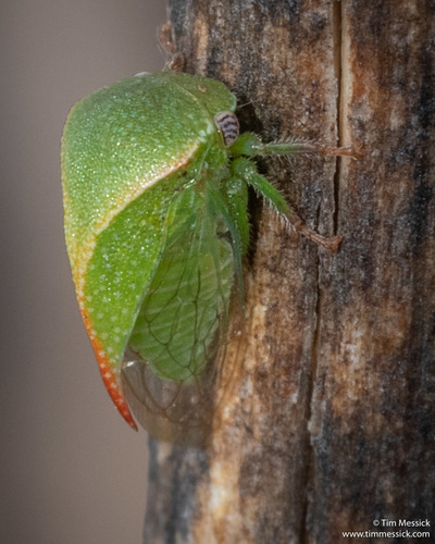 Three-cornered Alfalfa Hopper photo 3