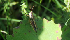 Dichroplus elongatus