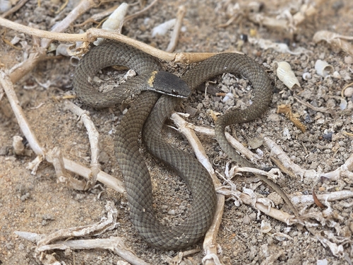 Masters' Snake