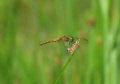 Erythrodiplax melanorubra