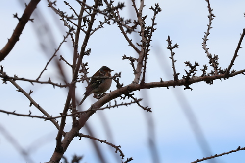 Common Chaffinch