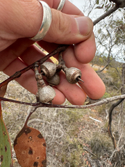 (c) Tyler Anthony, some rights reserved (CC BY) Eucalyptus kessellii, photograph (c) Tyler Anthony, some rights reserved (CC BY)