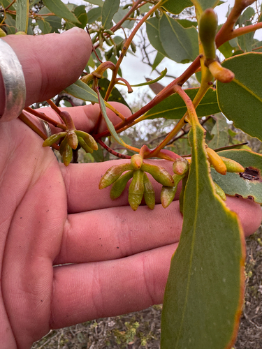 Jerdacuttup Mallee (Eucalyptus kessellii)