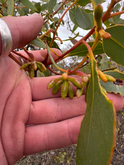 Eucalyptus kessellii