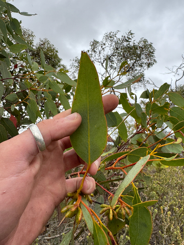 Eucalyptus kessellii, photograph 3