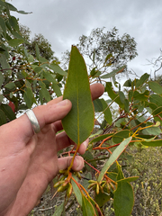 (c) Tyler Anthony, some rights reserved (CC BY) Eucalyptus kessellii, photograph (c) Tyler Anthony, some rights reserved (CC BY)