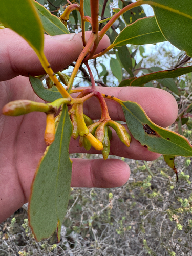 Eucalyptus kessellii, photograph 2