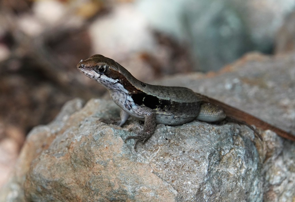Monte Verde Curlytail Lizard