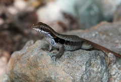 Leiocephalus macropus