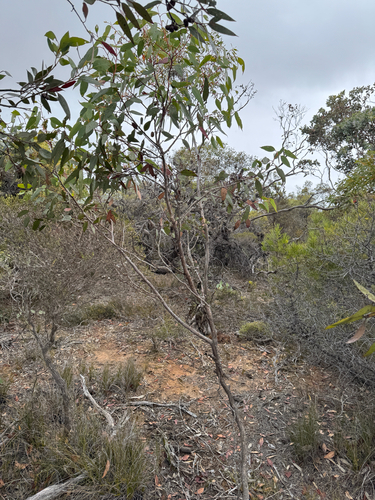 Eucalyptus kessellii, photograph 5