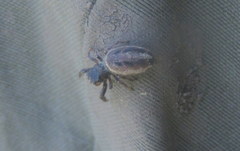 Dendryphantes mordax