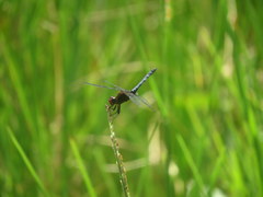 Erythrodiplax melanorubra