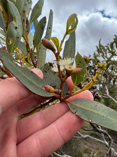 Eucalyptus uncinata observed 2026-02-12