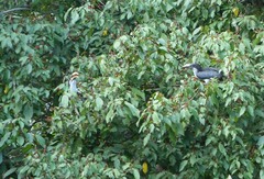 Ocyceros gingalensis