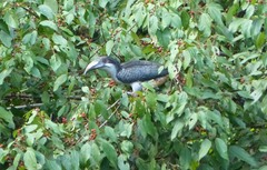 Ocyceros gingalensis