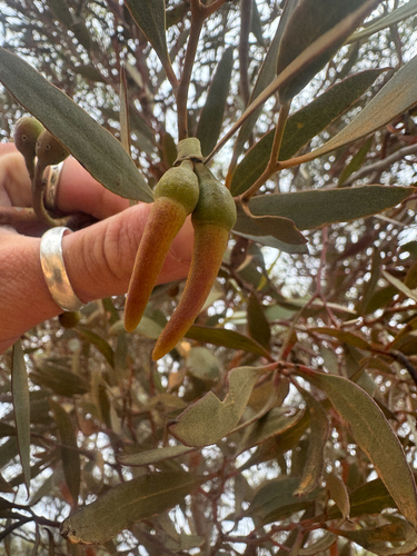 Sand Mallet (Eucalyptus eremophila)