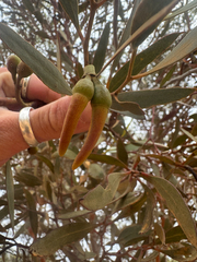 Eucalyptus eremophila