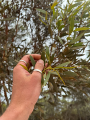 (c) Tyler Anthony, some rights reserved (CC BY) Eucalyptus eremophila, photograph (c) Tyler Anthony, some rights reserved (CC BY)