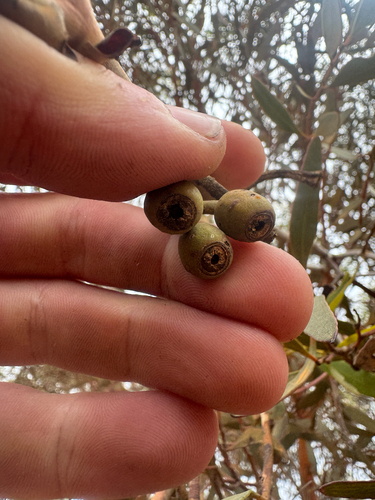 Eucalyptus eremophila, photograph 3