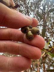 (c) Tyler Anthony, some rights reserved (CC BY) Eucalyptus eremophila, photograph (c) Tyler Anthony, some rights reserved (CC BY)